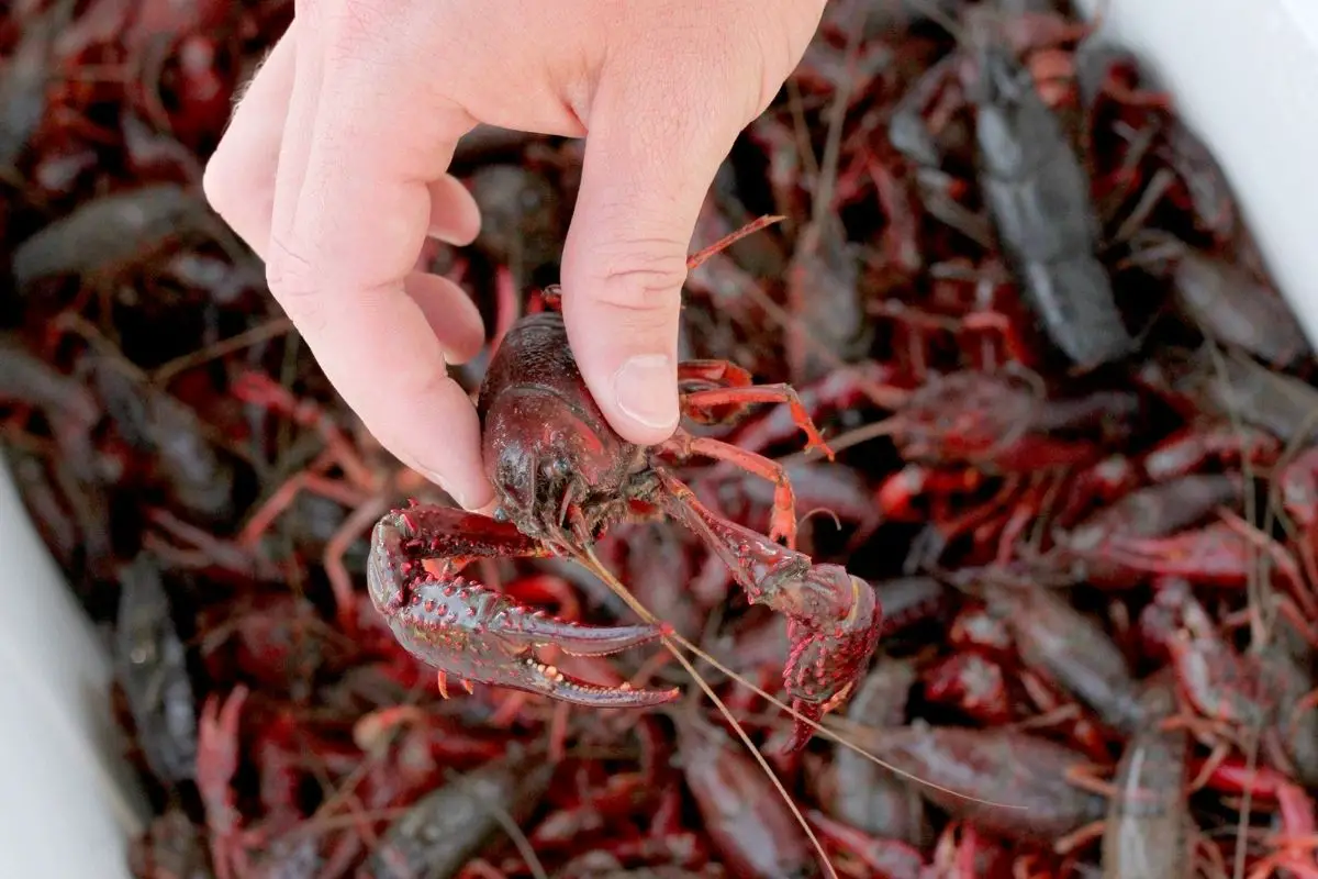 How to Trap Crawfish